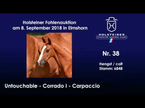 Holsteiner Fohlenauktion | Nr. 38 v. Untouchable - Corrado I