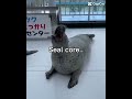 Honestly it’s just seal :p #edit #seal #idiot #idk #capcut #freewily