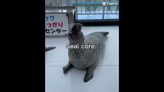 Honestly it’s just seal :p #edit #seal #idiot #idk #capcut #freewily
