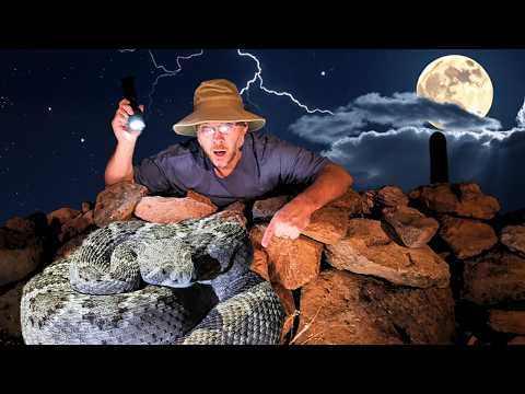 🐍 WOW! 19 VENOMOUS Snakes and Reptiles in Arizona!! 🦎