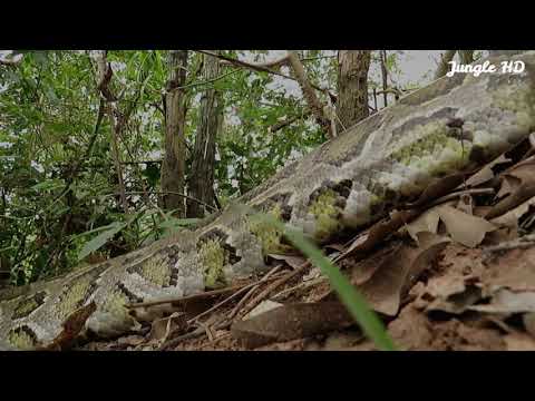 The First Creative DIY Snake Trap Technology - Amazing Snake Trap Using Car Wheel By Jungle HD