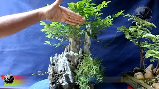 PENJING BONSAI LANDSCAPE, Progress and maintenance, Be the Creator, Oct.18