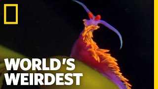World's Weirdest - Amazing Sting Defense