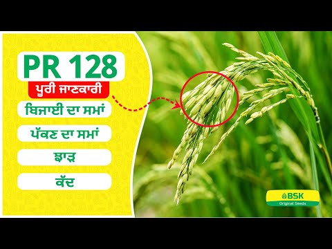 PR 128 details | Rice seeds | parmal rice variety | top paddy |high yield rice variety