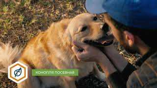 Корм Alleva Holistic Adult Mini для собак (ягненок, оленина)