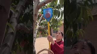 Download lagu 🍑🧺 Long Telescopic Fruit Picker Pole for High Peach Tree Harvesting mp3