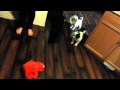 The Dogs And Tickle Me Elmo