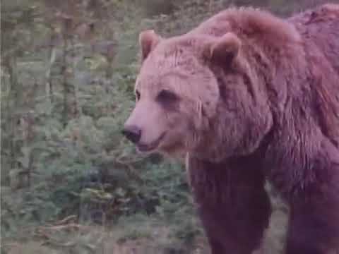 The Life and Times of Grizzly Adams | s02e11 | The Spoilers