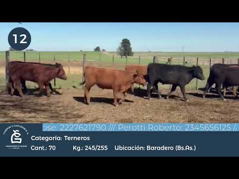 Lote Machos - Baradero Bs As