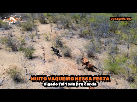 Cattle Catch at Rabo Cheio Farm