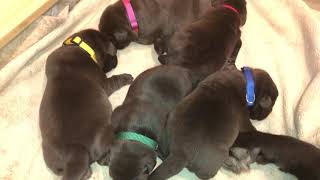 Video of puppies Jan 27, 2019