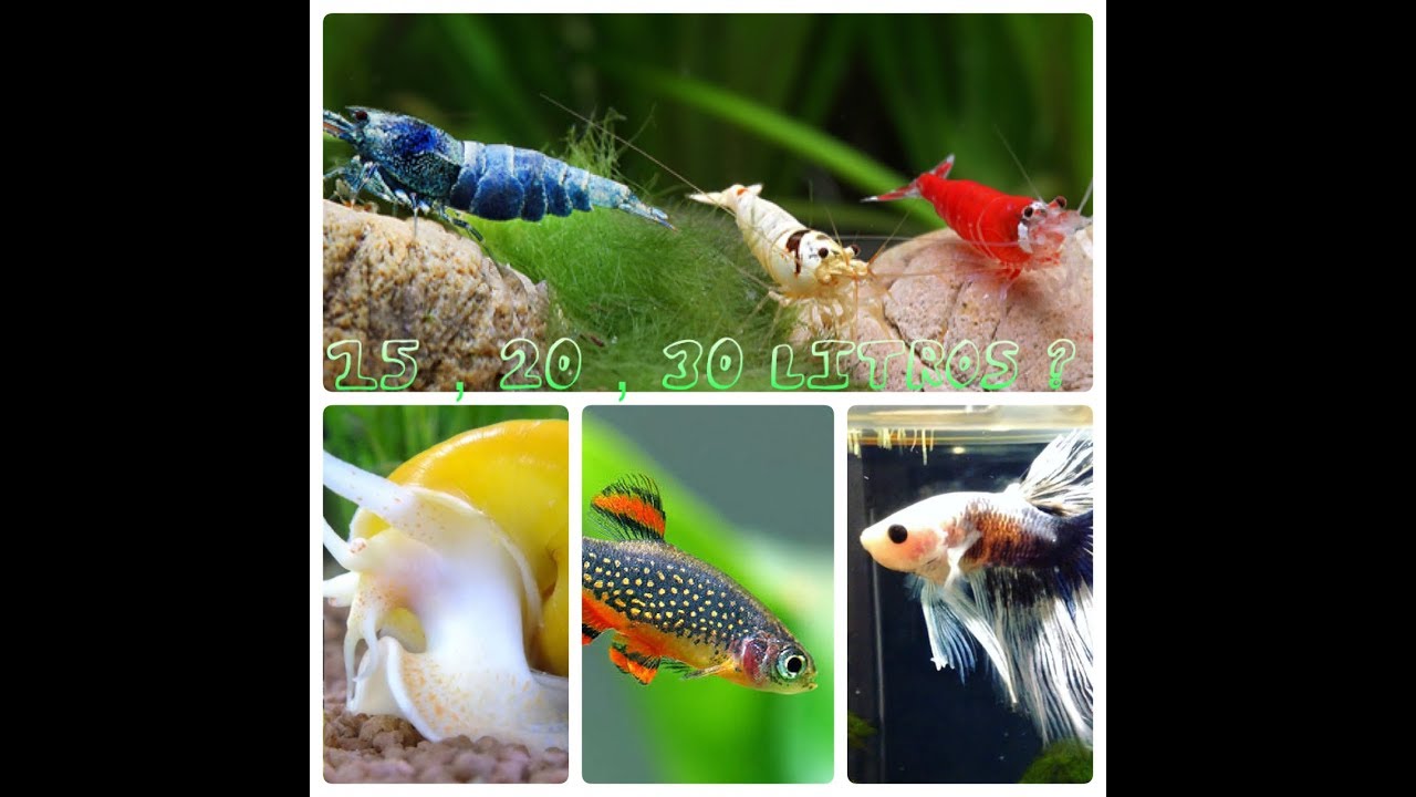 Watch PECES RECOMENDADOS PARA ACUARIOS PEQUEÑOS (15,20,25 LITROS) 🐠🦀🐟 Now PECES RECOMENDADOS PARA ACUARIOS PEQUEÑOS (15,20,25 LITROS) 🐠🦀🐟