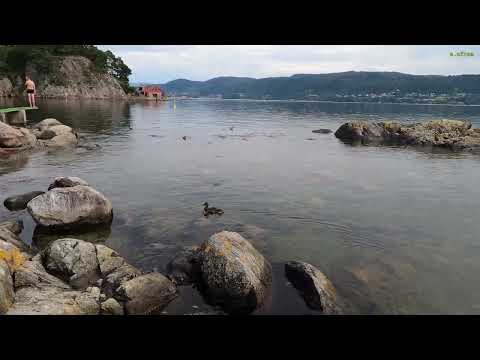 [4K] Walking Tour of Botanical Gardens and Driving around in Bergen Norway