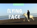 Championship Icelandic Horse Performs the Flying ...