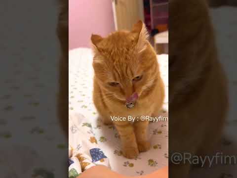 Reyhan Jahattt😠😭 #cat #cats #catvideos #catlovers #catmemes #funny #memes #fyp