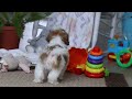 Teddy Bear dogs for sale: Ian - Video 1
