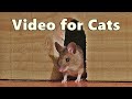 Videos For Cats Mouse In The House A Video For Cats To Watch Mice 8 HOURS