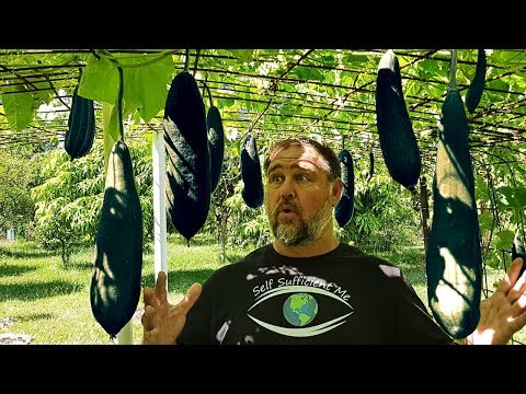 download lagu mp3 mp4 Gourds For Sale In Florida, download lagu Gourds For Sale In Florida gratis, unduh video klip Gourds For Sale In Florida