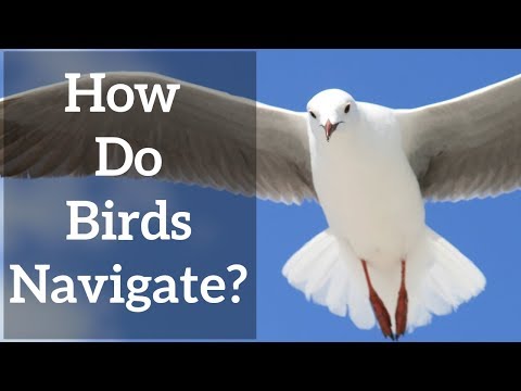 鳥怎麼都不會迷路啊？牠們自有一套本領！ (How do Birds Navigate? - Sun, Stars, and Magnetic Senses)