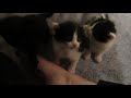 2019 Stray Momma Cat And Her 3 Babies