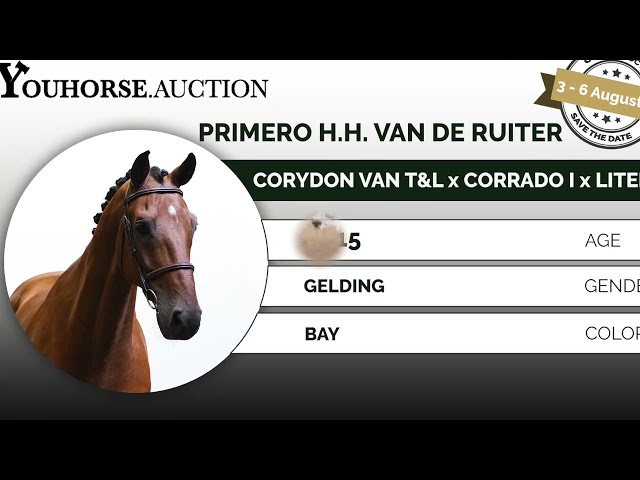 Primero H.H. van de Ruiter | Youhorse.auction