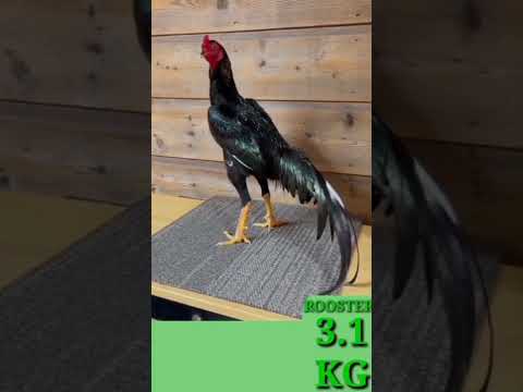 , title : 'Beautiful cock breeds A:704'