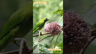 Download lagu cucak ijo gacor di alam #cucakijo mp3 Download lagu cucak ijo gacor di alam #cucakijo mp3