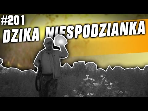 Darz Bór odc 201 - Dzika niespodzianka na traperskim polowaniu