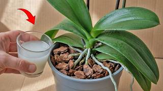 Pour one glass! Many orchid plants will immediately sprout from the base and bloom year round.