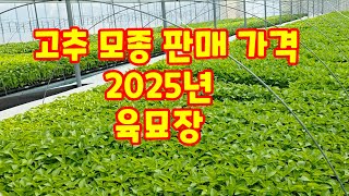고추 모종 가격 확인 충북 괴산 청결고추 한국농약백화점 육묘장 2025년 [고추재배방법]