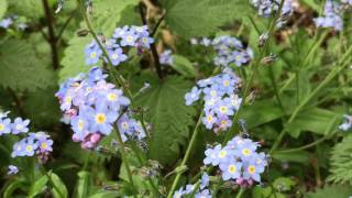FORGET ME NOT FLOWERS