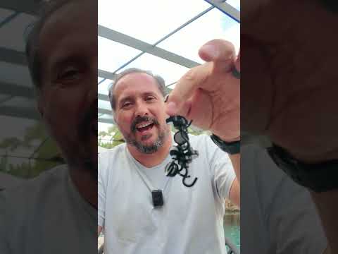 Magnetic Hooks for 30 pounds!