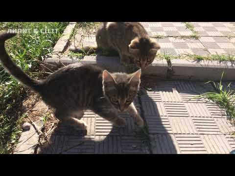 #кошки #забавныекотейки #питомцы Кошачье царство.