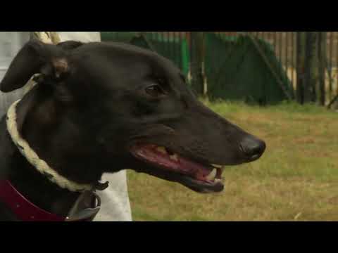 Rab McNair on RPGTV | Havana Bale Out in Coral Sussex Cup Final | July 2022 | RPGTV Kennel Visits