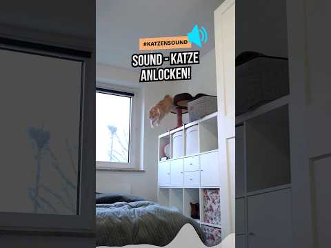 Katzensound 🎵 Sound zum Katze anlocken #katzenwissen #katzenliebe #katzenleben #katzenaufyoutube
