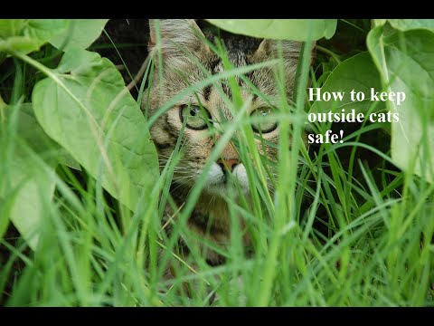 Ask Amy: How to Keep Outside Cat Safe