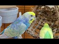 7 hours of happy budgie sounds for relaxation