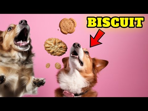 Biscuits DO More Harm Than Good TO YOUR DOG 🐶 Can Dogs Eat Biscuits?