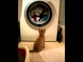 Cat Watching The Washing Machine