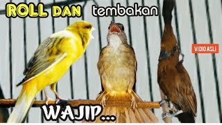Download lagu ROLL DAN   TEMBAKAN WAJIP  || UNTUK  BURUNG SANG JUARA || kenari vs kapas tembak vs cililin mp3