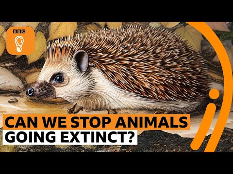 Is it too late to save endangered animals from extinction? | BBC Ideas