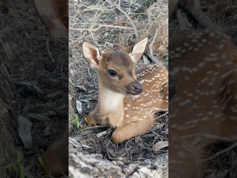 Coming Across A Wild Chital Deer Fawn! 😍