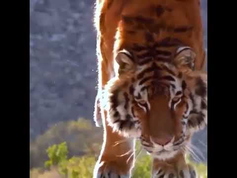 Top 10 tiger hashtags · #tiger - 56% · #wildlife - 7% · #animals - 5% · #nature - 5% ·