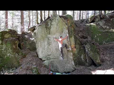 Festivus assis (7A)