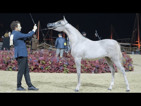 LATEEN AL DANAT - Yearling Fillies Contender, KIAHF 2023 Peninsula Show