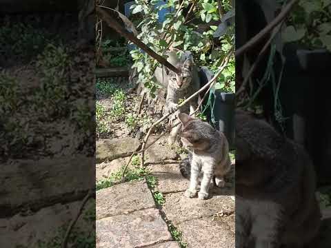 cats trening😺#cat #catlover #catvideos #cats #catshorts #shorts