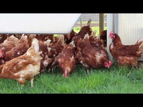 Ende der Stallpflicht im Schwalm-Eder-Kreis: Hühner dürfen wieder raus