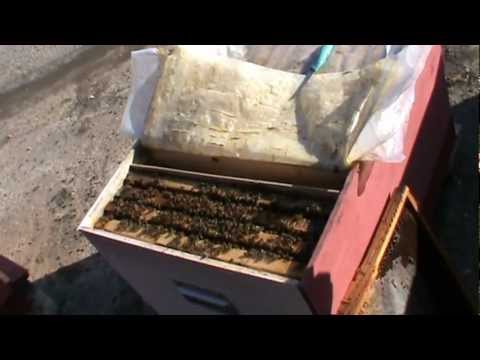 4. Lucrari la stupina si discutie cu Alex din Bucuresti, intalnit la salonul Expo Inventika 2011 4/5