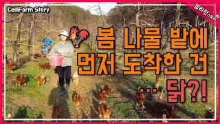 닭들이 먼저 먹겠대요!  봄나물 전쟁 시작?!  봄에 꼭 먹어야 할 나물 3종 세트! 냉이, 쑥, 달래 직접…