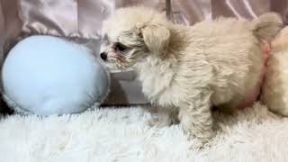 ハーフ犬の動画01